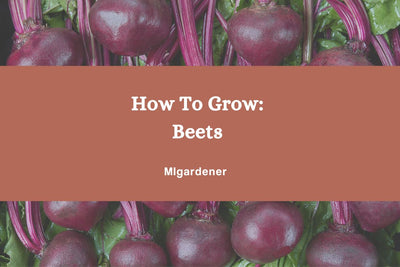 How to Grow: Organic Beets