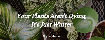 Surviving Your First Winter As A House Plant Parent