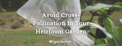 Avoid Cross-Pollination In Your Heirloom Garden