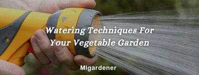 Here's The Right Way To Water Your Garden