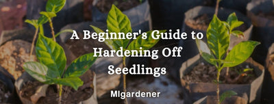 Hardening Off Seedlings For Beginners