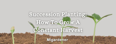 Succession Planting: How To Grow A Constant Harvest