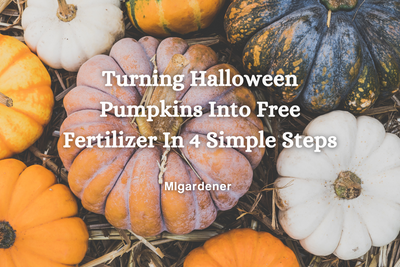 Turning Halloween Pumpkins Into FREE Fertilizer in 4 Simple Steps