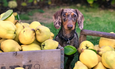 Gardening With Dogs - 5 Ways Your Dog Can Help Your Green Thumb