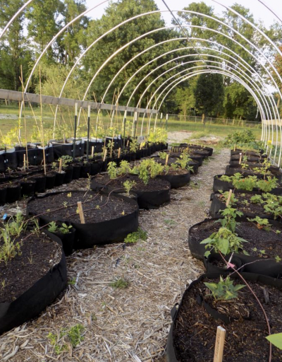 How To Grow: Perfect Organic Lettuce