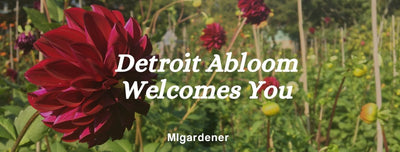 Flower Garden Detroit Abloom Is Open To All