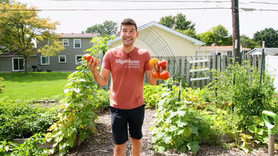 Growing a Tomato Plant: Tips for a Bountiful Harvest