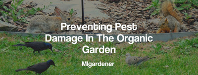 Preventing Pest Damage In The Organic Garden