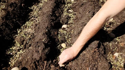 How to Plant Potatoes: A Simple Guide for Gardeners