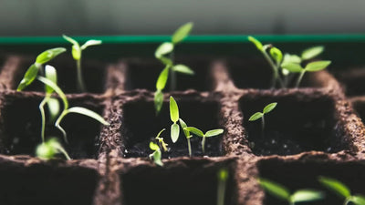 How to Start Seeds Indoors for a Thriving Garden