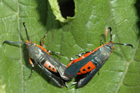 Prevent Squash Vine Borer Effectively & Organically