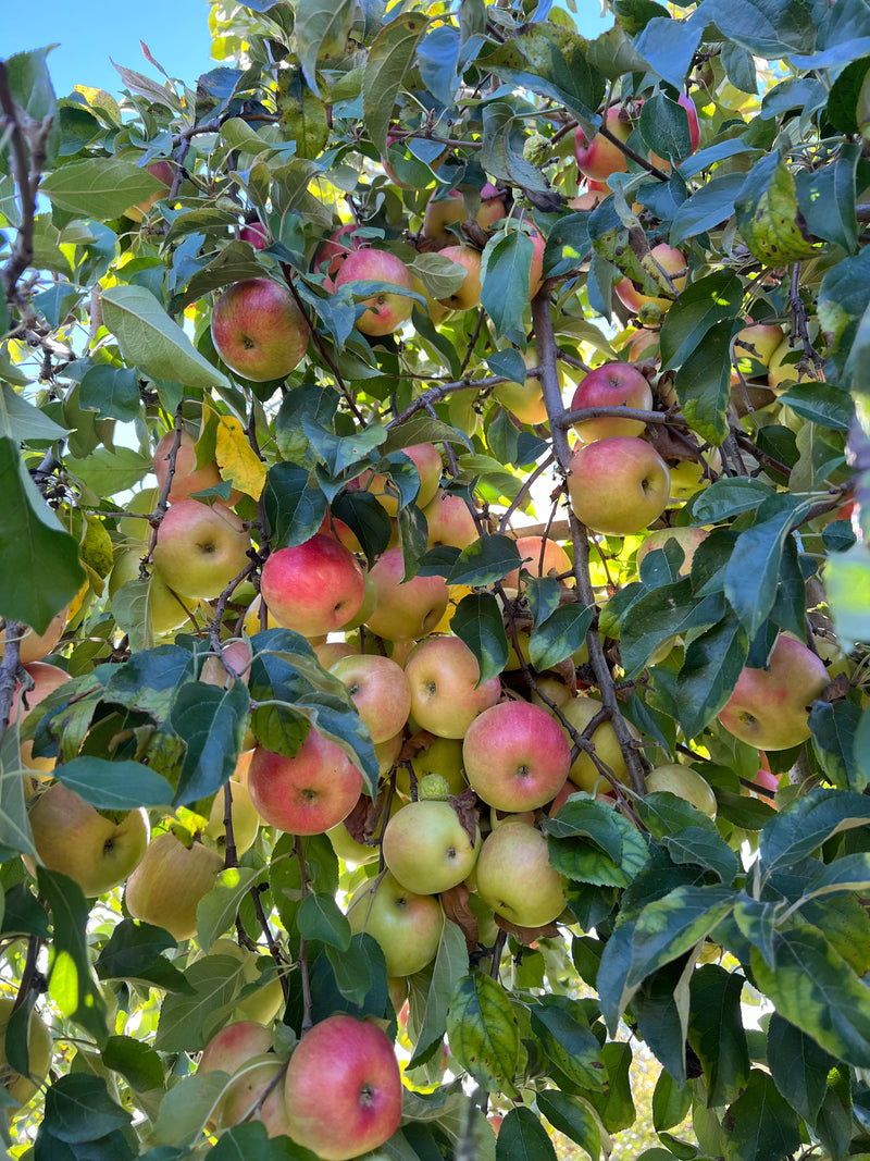 Adopt An Heirloom Fruit Tree