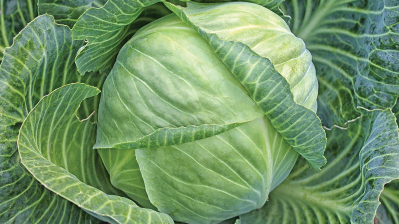 All Seasons Cabbage