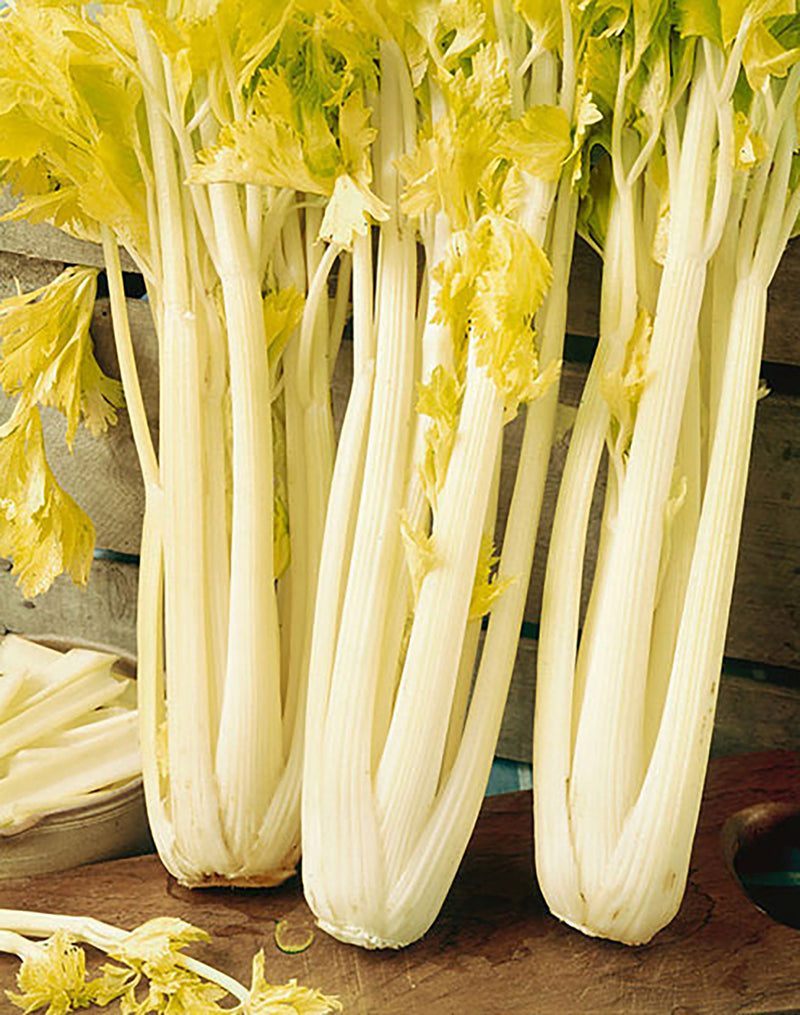 Golden Boy Celery