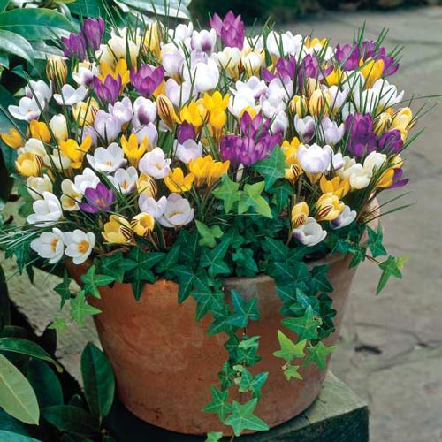 Mix Crocus (25 ct)