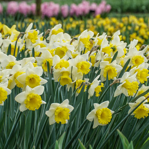 Goblet Daffodil (5 ct)