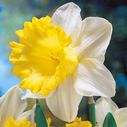 Goblet Daffodil (5 ct)