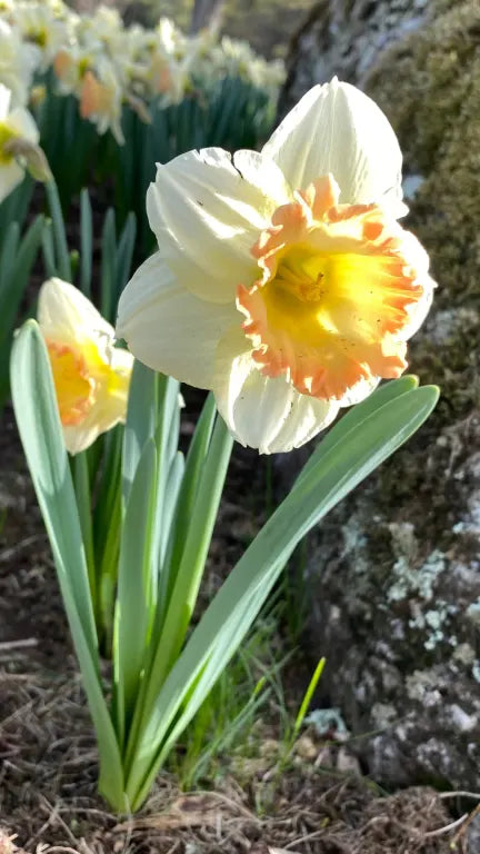 Martha Stewart Daffodil (5 ct)