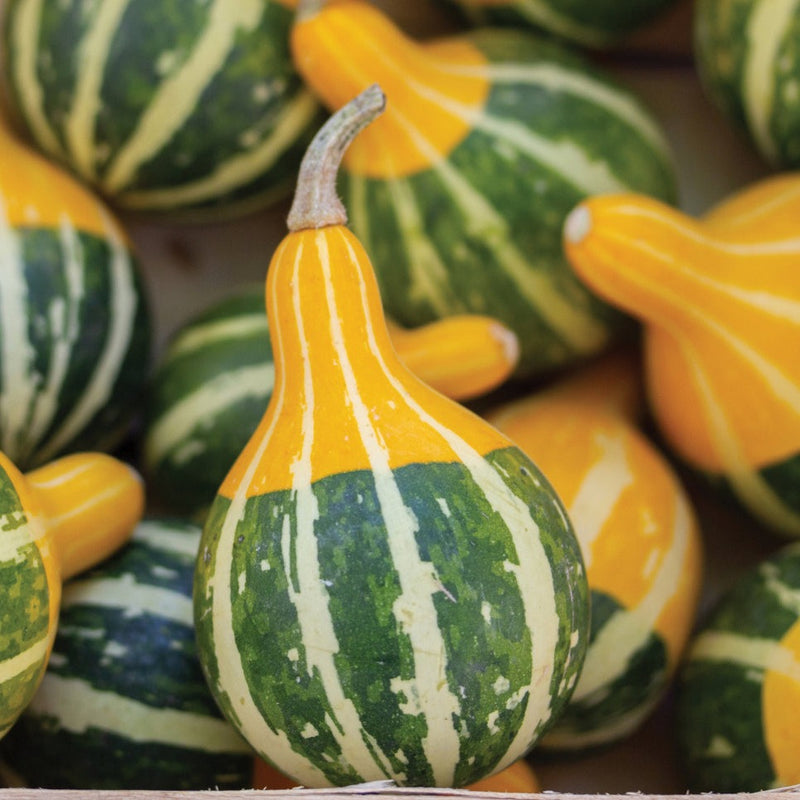 Bi-Color Pear Gourd