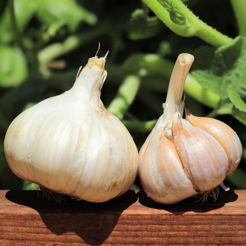 German Red (Hardneck) Garlic