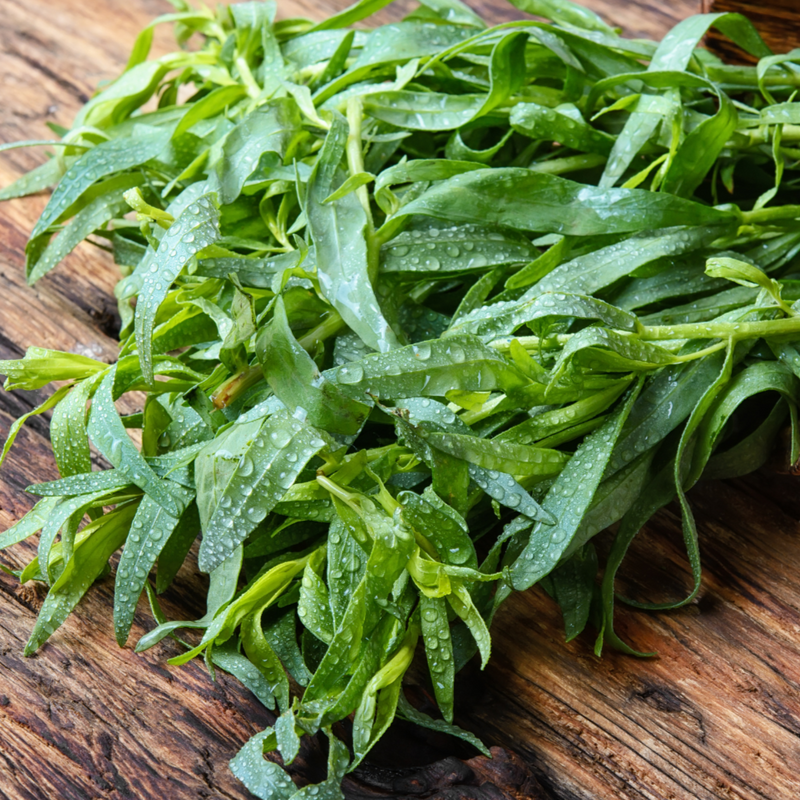 Russian Tarragon