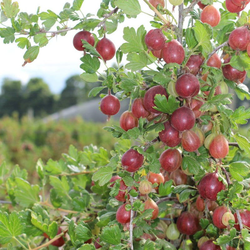 Hinnomaki Red Gooseberry