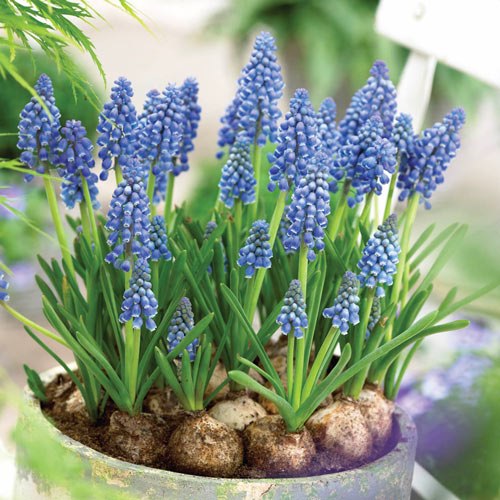 Grape Hyacinth (Muscari) (25 ct)