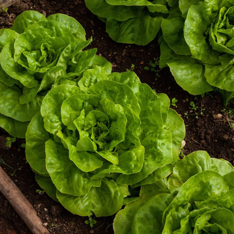 Tom Thumb Dwarf Bibb Lettuce