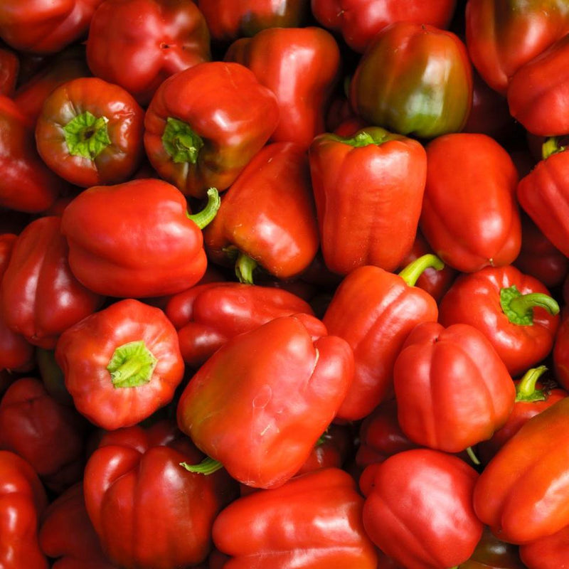 Miniature Red Bell Pepper