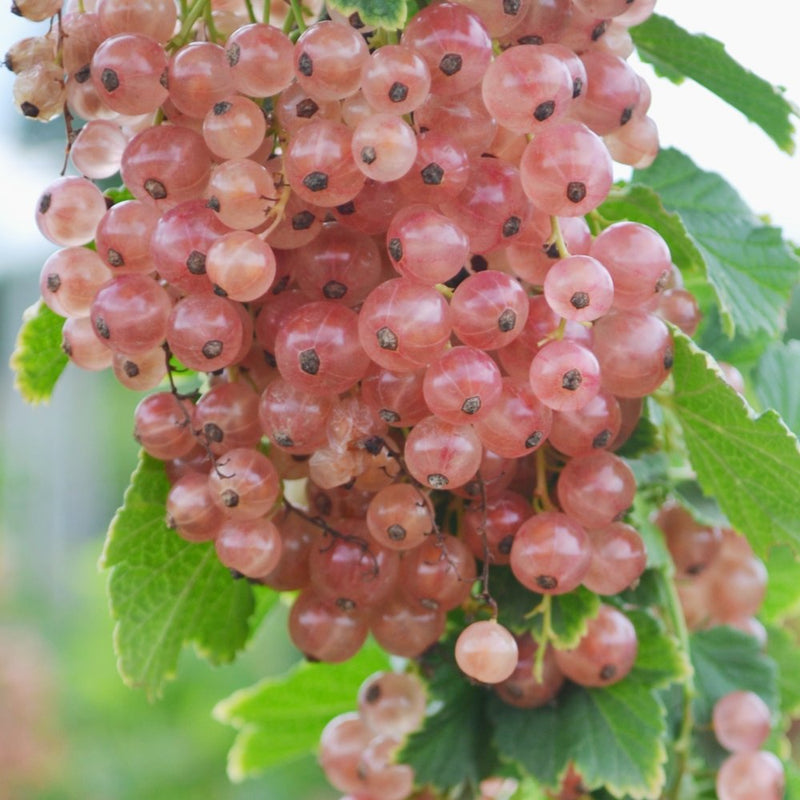 Pink Champagne Currant