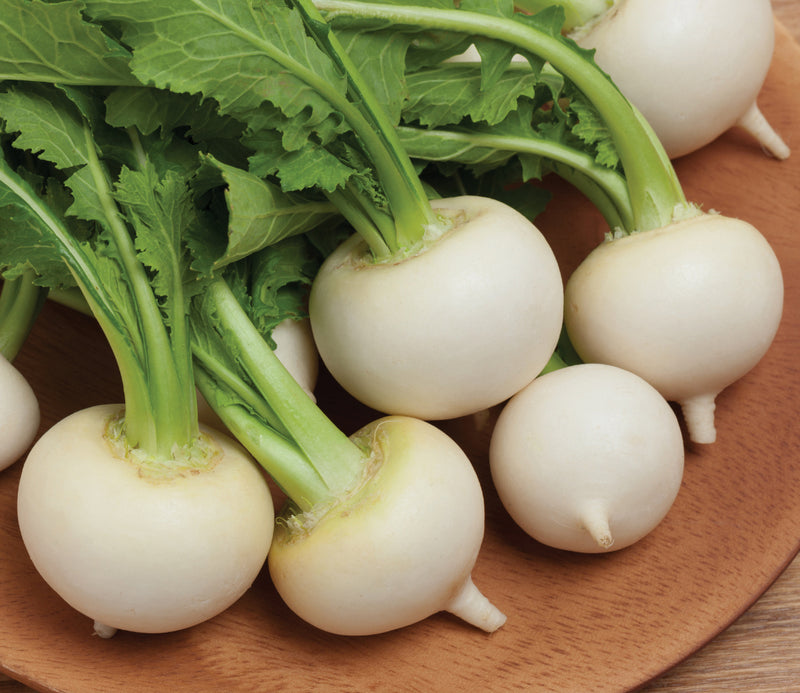 White Egg Turnip