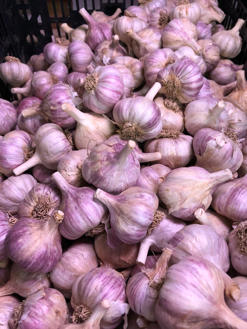 Russian Red (Hardneck) Garlic