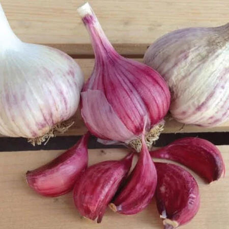 Spanish Roja Garlic (Hardneck)