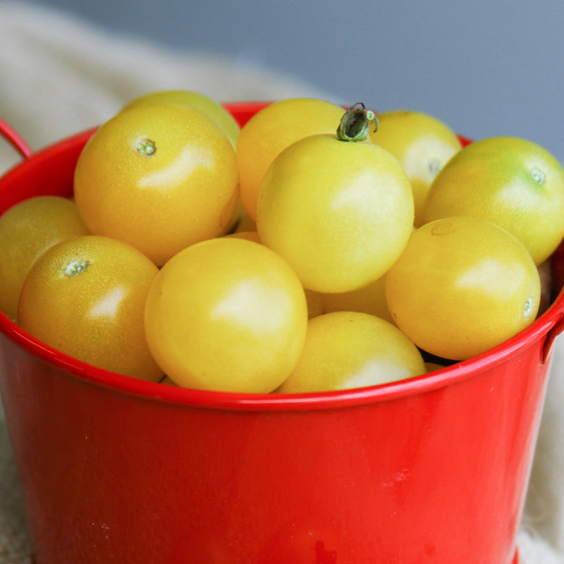 White Cherry Tomato