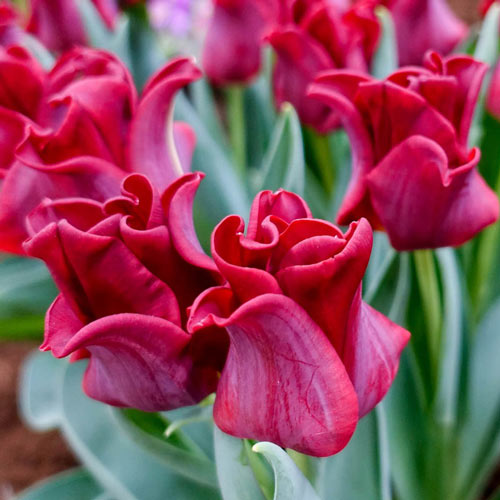 Red Dress Tulip (5 ct)