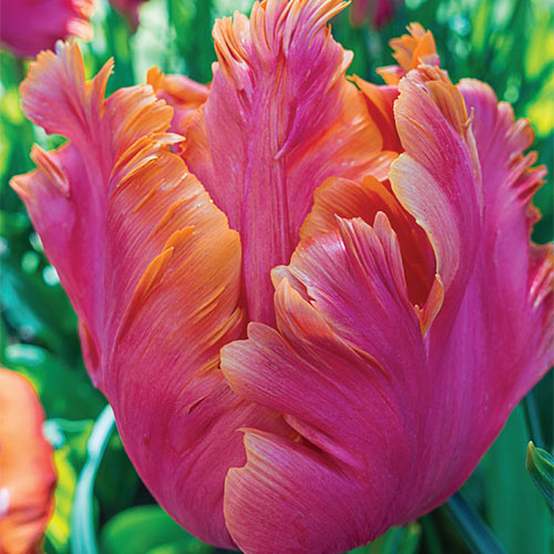 Amazing Parrot Tulip (5 ct)