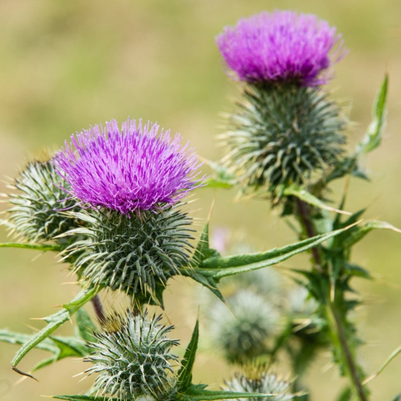 Milk Thistle