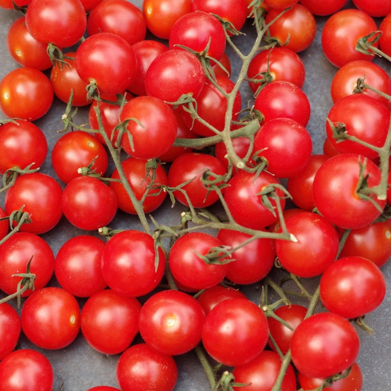 Red Centiflor Tomato