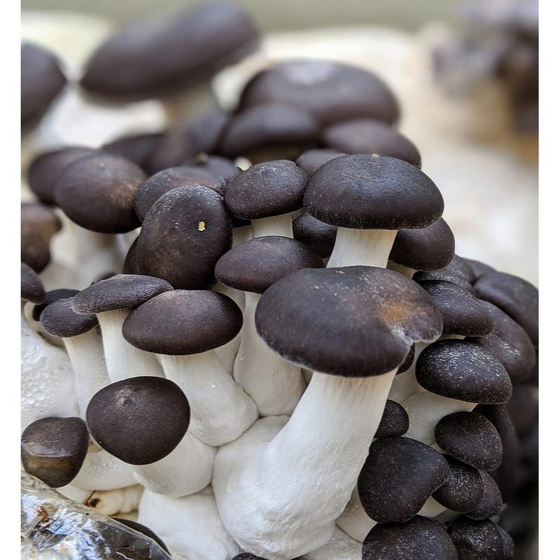 Black Pearl Oyster Mushroom Growing Kit