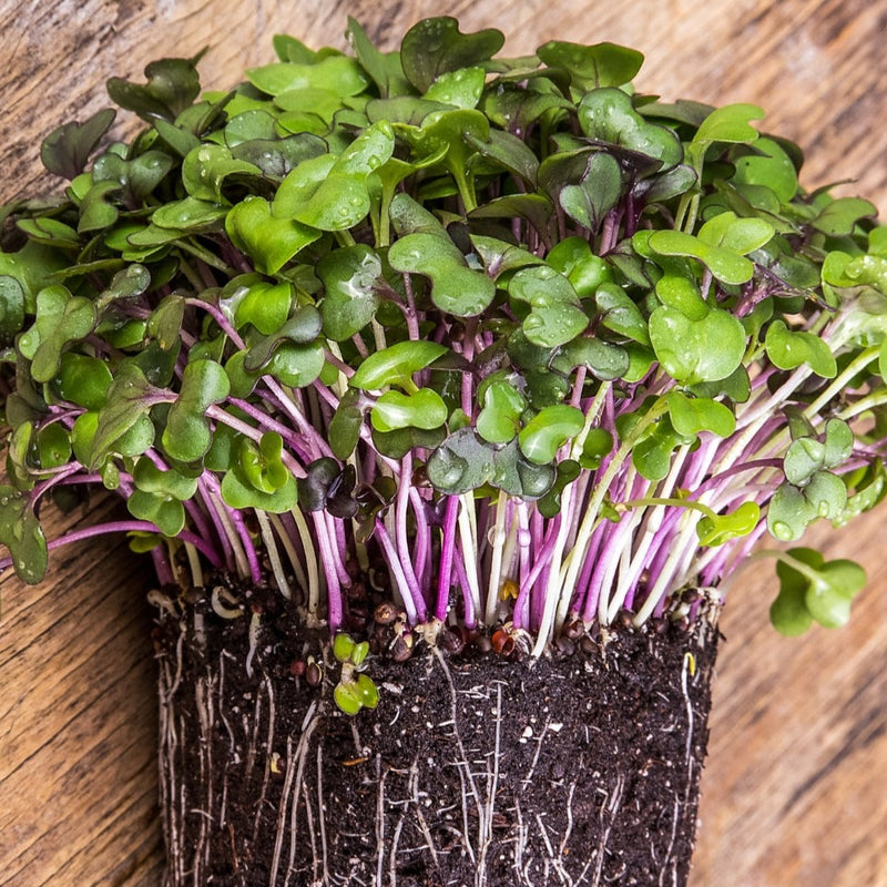 Cabbage Microgreen - 1 ounce