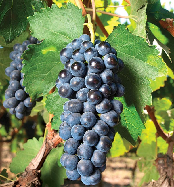 Concord Blue Seedless Grape