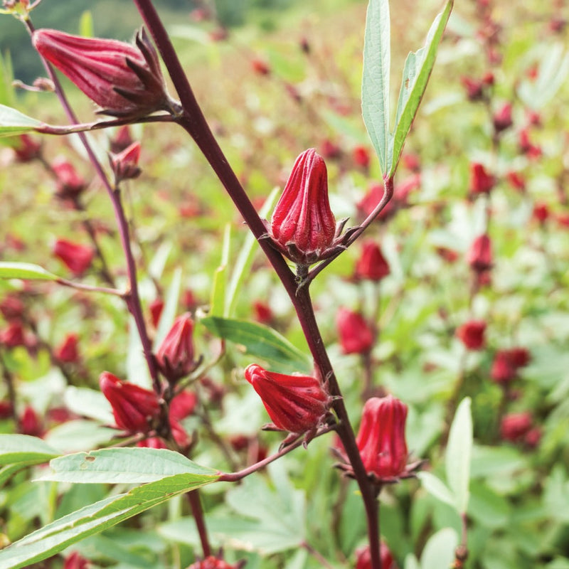 Roselle-Asian Sour Leaf (Hibiscus)