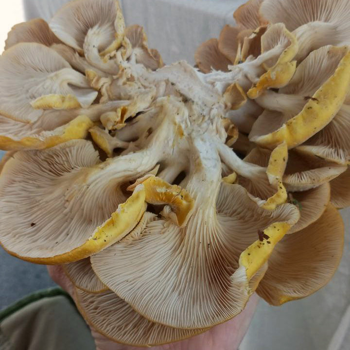 Golden Oyster Mushroom Growing Kit