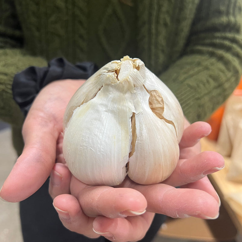 Elephant Garlic