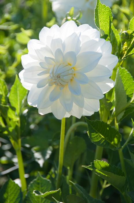 Decorative Dahlia Tuber: Lady Liberty