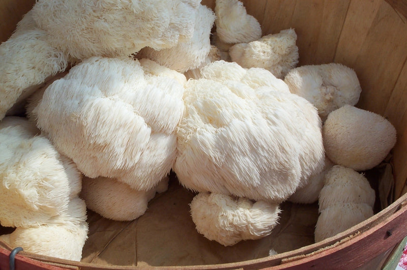 Lions Mane Mushroom Growing Kit