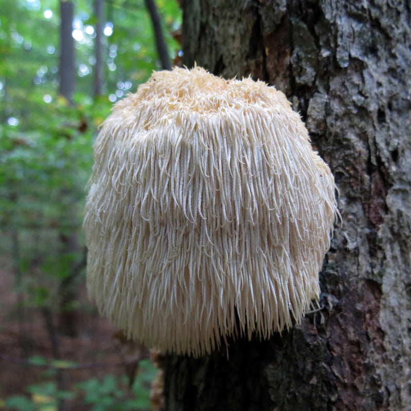 Lions Mane Mushroom Growing Kit