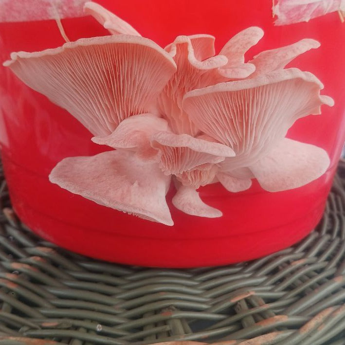 Pink Oyster Mushroom Growing Kit