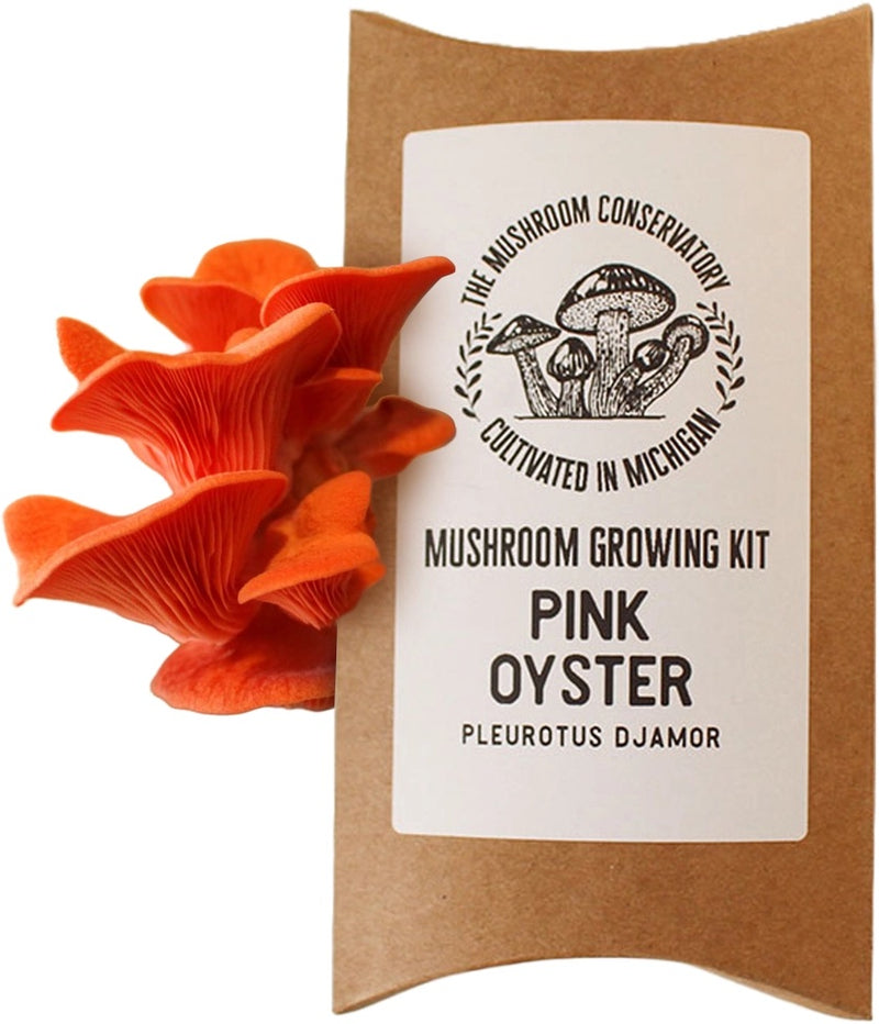 Pink Oyster Mushroom Growing Kit