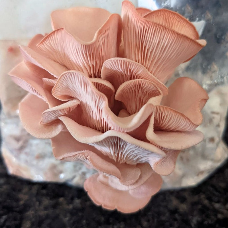 Pink Oyster Mushroom Growing Kit